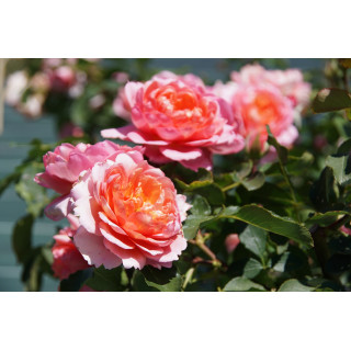 Chantal Ladesou® - Terre des Roses Guillot