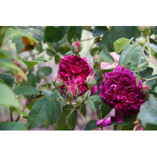 Rosier ancien Charles de Mills - ©Roses Guillot®