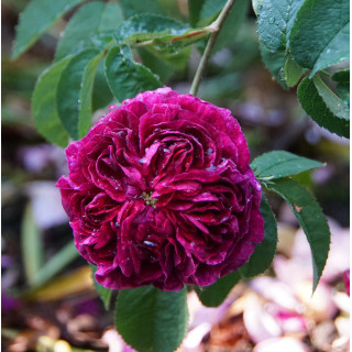 Rosier ancien Charles de Mills - ©Roses Guillot®