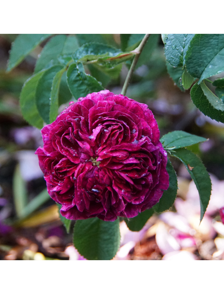 Rosier ancien Charles de Mills - ©Roses Guillot®
