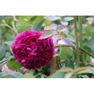 Rosier ancien Charles de Mills - ©Roses Guillot®
