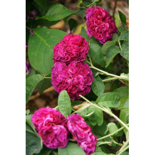 Rosier ancien Charles de Mills - ©Roses Guillot®