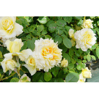 Rosier Guillot® Générosa® - Claudia Cardinale®