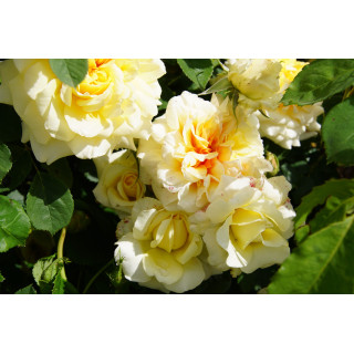 Rosier Guillot® Générosa® - Claudia Cardinale®