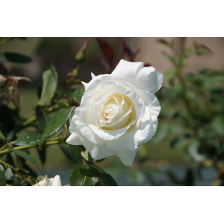 Rosier Guillot® Grandes fleurs - Corinna Schumacher