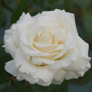 Rosier Guillot® Grandes fleurs - Corinna Schumacher
