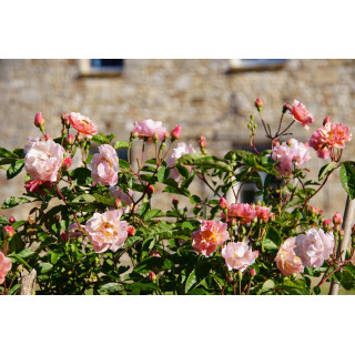 Rosier ancien - Cornélia - ©Roses Guillot®