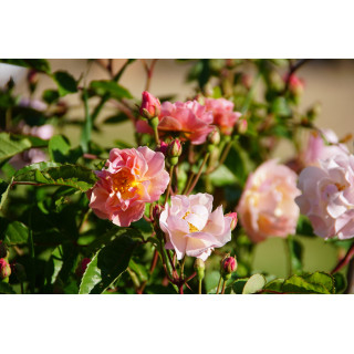 Rosier ancien - Cornélia - ©Roses Guillot®