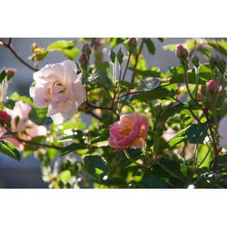 Rosier ancien - Cornélia - ©Roses Guillot®