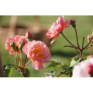 Rosier ancien - Cornélia - ©Roses Guillot®