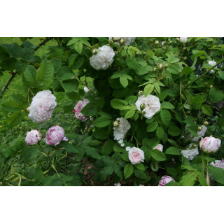 Rosier ancien - Cuisse de Nymphe - ©Roses Guillot®