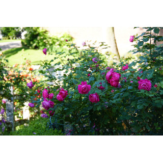 Rosier Guillot® Générosa® - Cybelle® - ©Roses Guillot®