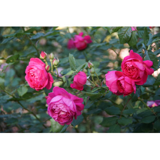 Rosier Guillot® Générosa® - Cybelle® - ©Roses Guillot®