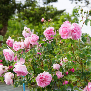 Rosier Guillot® Générosa® - Délia® - ©Roses Guillot®