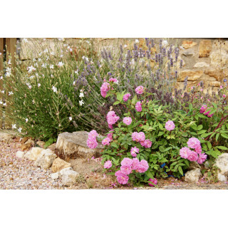 Rosier Terre des Roses® - Demitasse® - ©Roses Guillot®