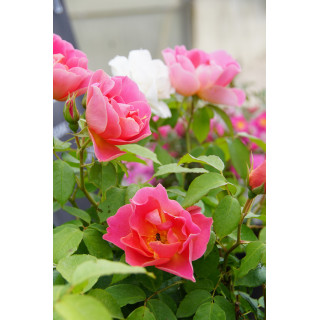 Rosier Terre des Roses® - Edouard Guillot® - ©Roses Guillot®