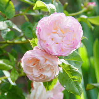 Rosier Guillot® Générosa® - Eliane Gillet® - ©Roses Guillot®