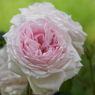 Rosier ancien Guillot® - Elisa Boëlle - ©Roses Guillot®