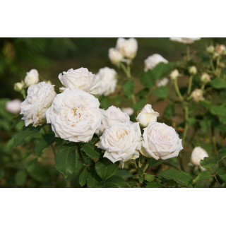Rosier ancien Guillot® - Elisa Boëlle - ©Roses Guillot®