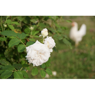 Rosier ancien Guillot® - Elisa Boëlle - ©Roses Guillot®
