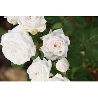 Rosier ancien Guillot® - Elisa Boëlle - ©Roses Guillot®