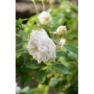 Rosier ancien Guillot® - Elisa Boëlle - ©Roses Guillot®