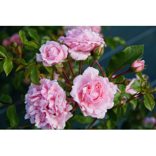 Rosier Terre des Roses® - Emile Garcin® - ©Roses Guillot®