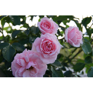 Rosier Terre des Roses® - Emile Garcin® - ©Roses Guillot®