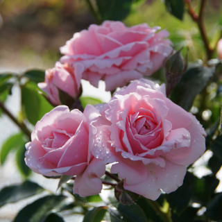 Rosier Terre des Roses® - Emile Garcin® - ©Roses Guillot®