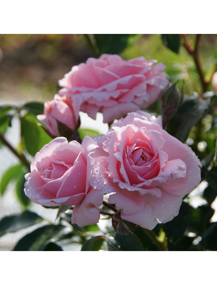Rosier Terre des Roses® - Emile Garcin® - ©Roses Guillot®