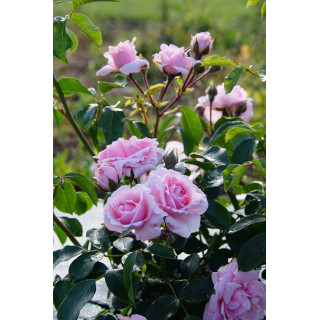 Rosier Terre des Roses® - Emile Garcin® - ©Roses Guillot®
