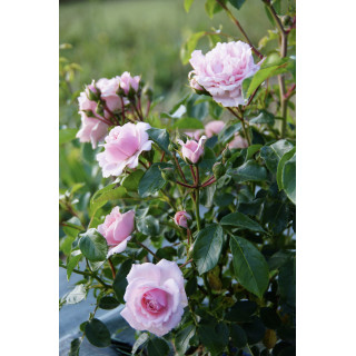 Rosier Terre des Roses® - Emile Garcin® - ©Roses Guillot®