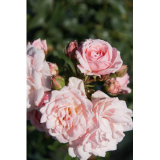 Rosier Terre des Roses® - Emile Garcin® - ©Roses Guillot®