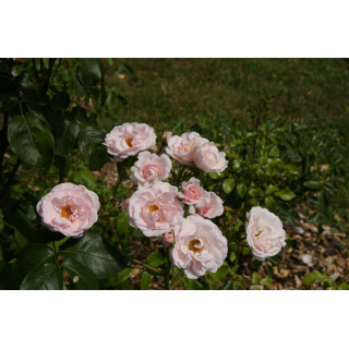 Rosier Terre des Roses® - Emile Garcin® - ©Roses Guillot®
