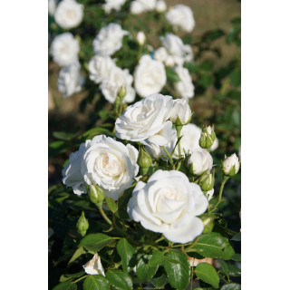 Rosier Terre des Roses® - Carole De Carolis® - ©Roses Guillot®