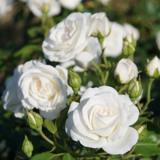 Rosier Terre des Roses® - Carole De Carolis® - ©Roses Guillot®