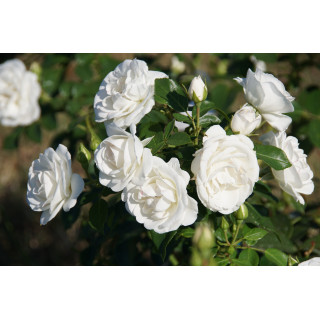 Rosier Terre des Roses® - Carole De Carolis® - ©Roses Guillot®