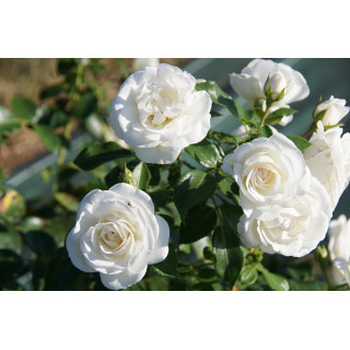 Rosier Terre des Roses® - Carole De Carolis® - ©Roses Guillot®