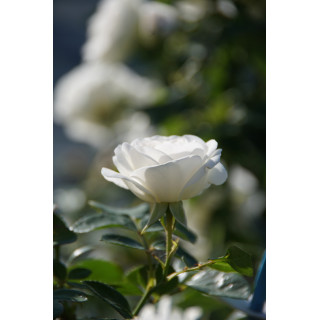 Rosier Terre des Roses® - Carole De Carolis® - ©Roses Guillot®