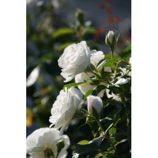Rosier Terre des Roses® - Carole De Carolis® - ©Roses Guillot®