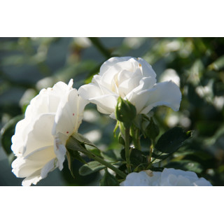 Rosier Terre des Roses® - Carole De Carolis® - ©Roses Guillot®