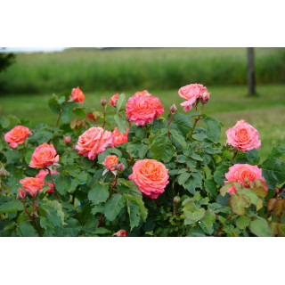 Rosier Guillot® Générosa® -  Emilien Guillot® - ©Roses Guillot®