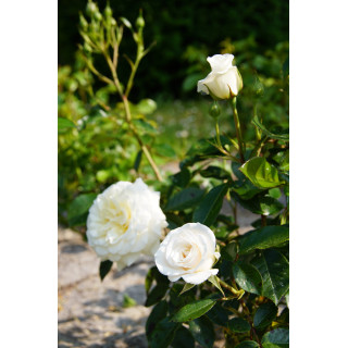Rosier Terre des Roses® - Fabulous!® - ©Roses Guillot®