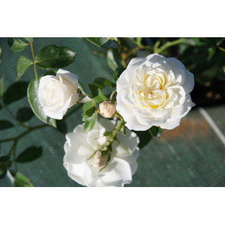 Rosier Terre des Roses® - Fabulous!® - ©Roses Guillot®