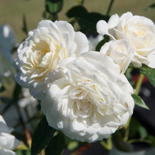 Rosier Terre des Roses® - Fabulous!® - ©Roses Guillot®