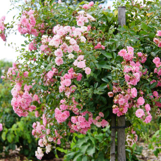 Rosier ancien - Féérie / The Fairy - ©Roses Guillot®