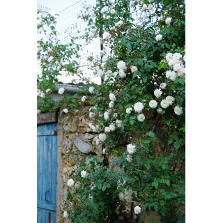 Rosier Liane ancien - Félicité Perpétue - ©Roses Guillot®