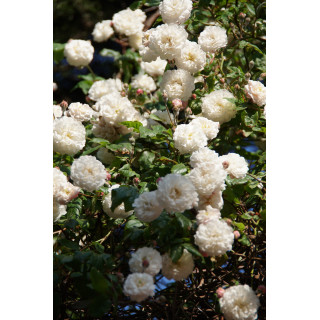 Rosier Liane ancien - Félicité Perpétue - ©Roses Guillot®