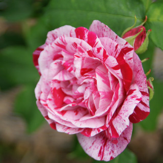 Rosier ancien - Ferdinand Pichard