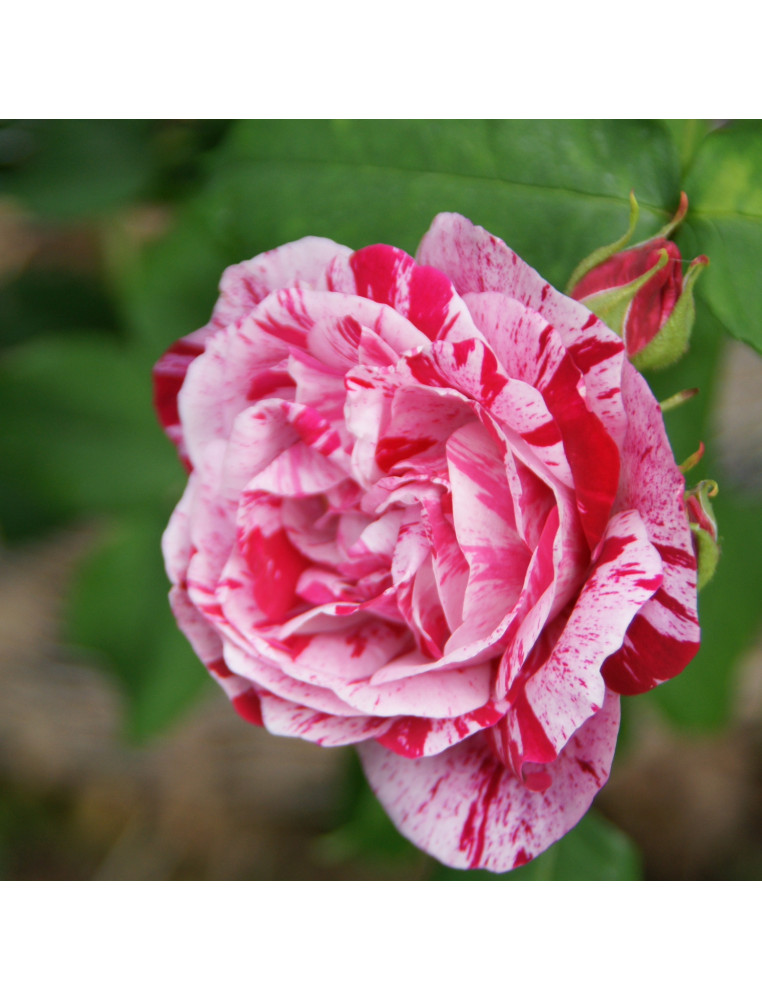 Rosier ancien - Ferdinand Pichard
